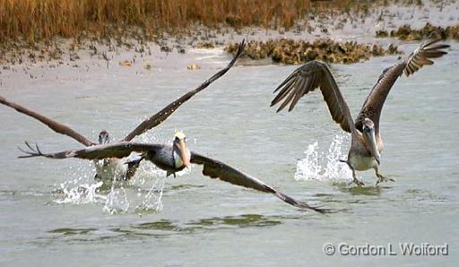 Pelicans Taking Wing_30366.jpg - Photographed along the Gulf coast near Port Lavaca, Texas, USA.